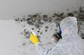 Mold Remediation for Rental Properties in Vacaville, CA